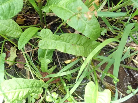 Rumex brownii