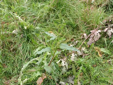 Langblättriger Ampfer (Rumex longifolius)