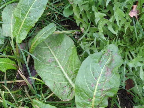 Broad-leaved Dock