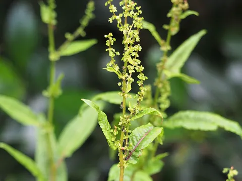 Red-veined Dock (Rumex sanguineus)