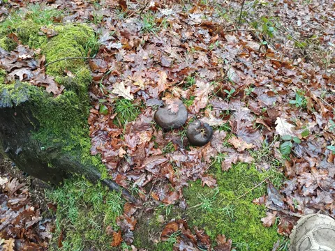 Rauchbrauner Schwärztäubling (Russula adusta)