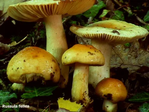 Gallentäubling (Russula fellea)