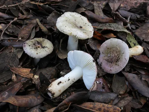 Wechselfarbiger Speitäubling (Russula fragilis)