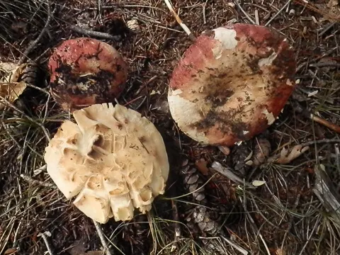 Brauner Ledertäubling (Russula integra)