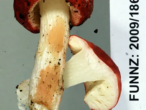 Russula kermesina (Russula kermesina)