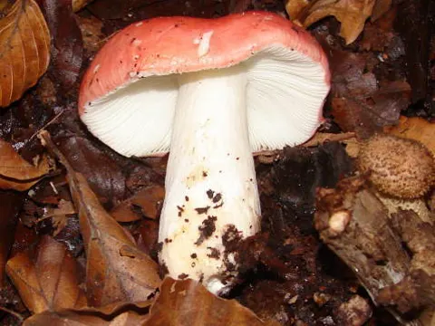 Fraserling (Russula mairei)