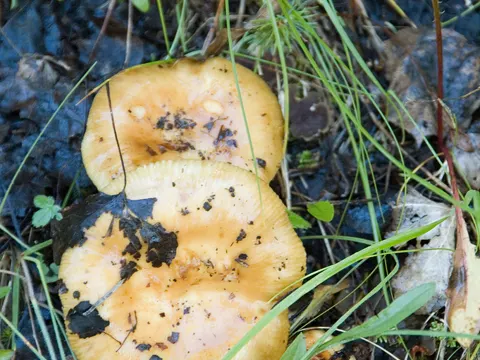 Ockergelber Täubling (Russula ochroleuca)