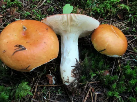 Sumpf-Täubling (Russula paludosa)