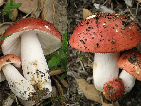 Rosatäubling (Russula rosea)
