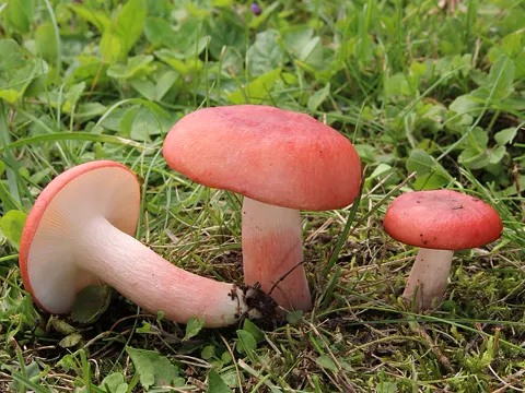 Blutroter Täubling (Russula sanguinea)