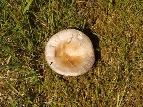 The Flirt (Russula vesca)