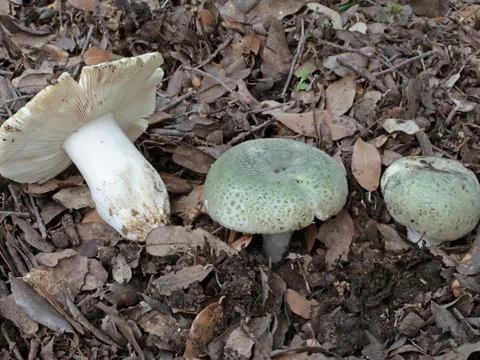 Grüngefelderter Täubling (Russula virescens)