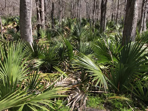 Zwergpalmettopalme