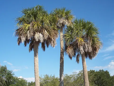 Palmettopalme