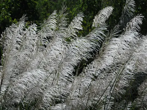 Wild sugarcane