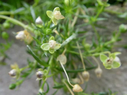 Niederliegendes Mastkraut (Sagina procumbens)