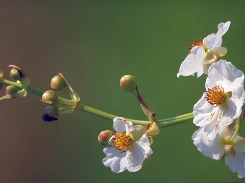 Lance Arrowhead (Sagittaria lancifolia)
