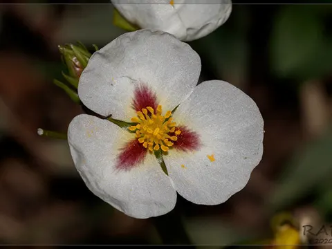 Pfeilkraut (Sagittaria montevidensis)