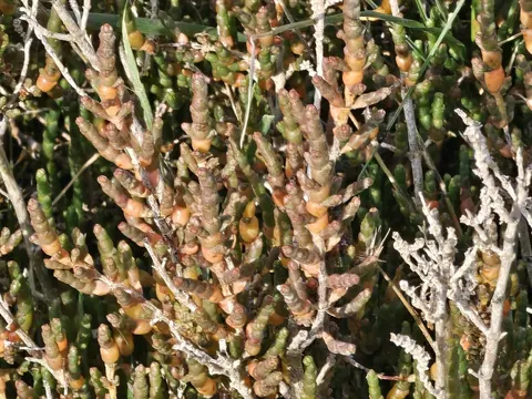 Glasswort (Salicornia europaea)