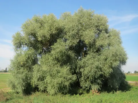 Silberweide (Salix alba)
