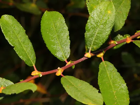 Flöckchen-Weide (Salix cinerea)