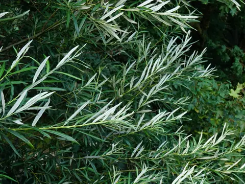 Lavendel-Weide (Salix eleagnos)