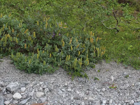 Wollweide (Salix lanata)