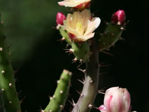 Salmonopuntia salmiana (Salmonopuntia salmiana)