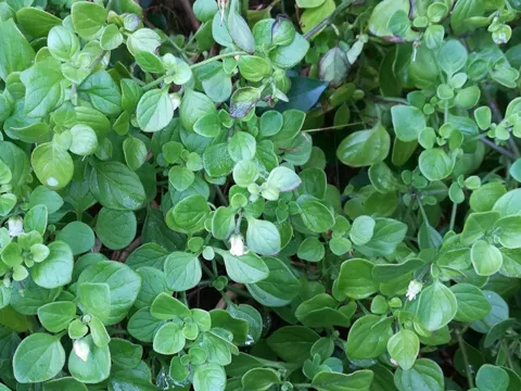 Salpichroa origanifolia (Salpichroa origanifolia)