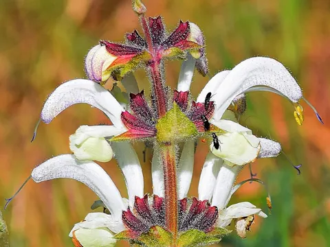 Silver sage