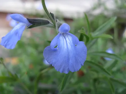 Azure Sage (Salvia azurea)