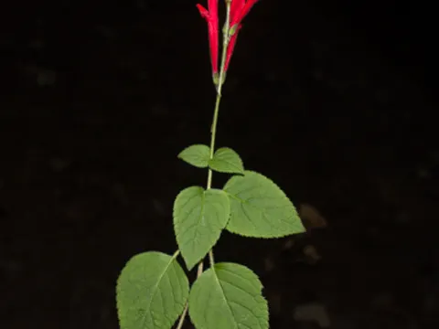 Ananas-Salbei (Salvia elegans)