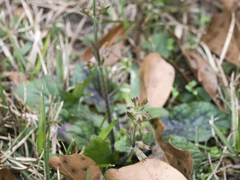 Leierblättriger Salbei