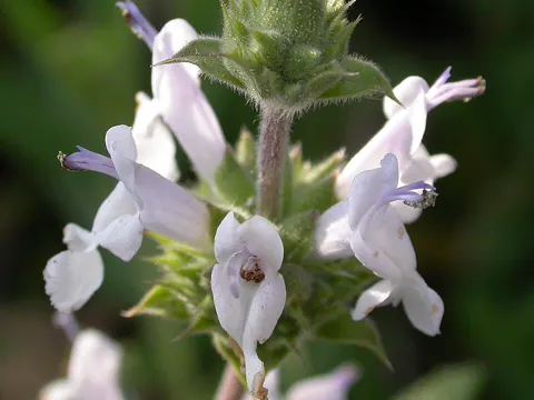 Black Sage (Salvia mellifera)