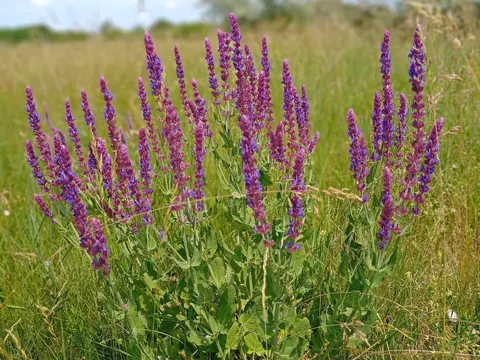 Hain-Salbei (Salvia nemorosa)