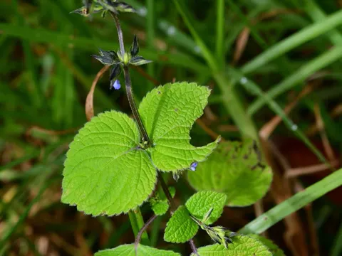 Salvia tiliifolia (Salvia tiliifolia)
