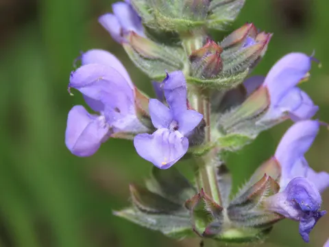 Eisenkraut-Salbei (Salvia verbenaca)