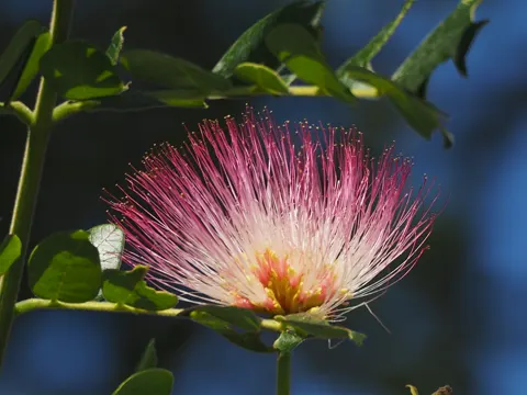 Regenbaum (Samanea saman)