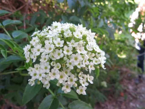 Australischer Holunder (Sambucus australis)