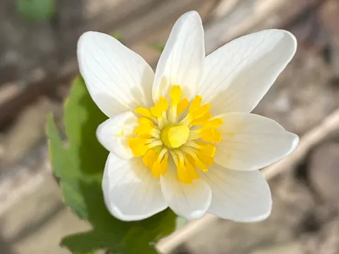 Blutwurz (Sanguinaria canadensis)