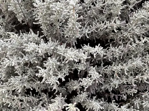 Zypressenkraut (Santolina chamaecyparissus)