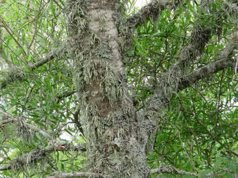 Sapium haematospermum (Sapium haematospermum)