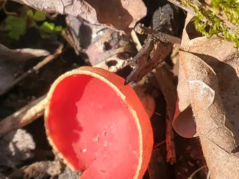Scharlachbecher