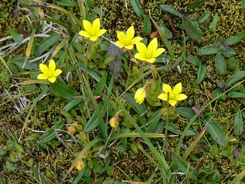 Yellow Marsh Saxifrage