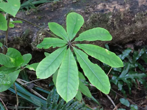 Schefflera digitata (Schefflera digitata)