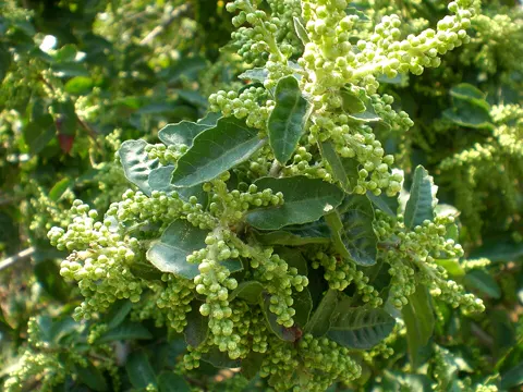 Peruvian Pepper (Schinus latifolia)