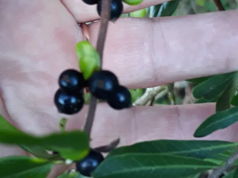Schinus longifolia (Schinus longifolia)