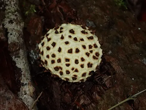 Feld-Hartbovist (Scleroderma areolatum)