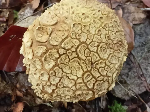 Gemeiner Kartoffelbovist (Scleroderma citrinum)