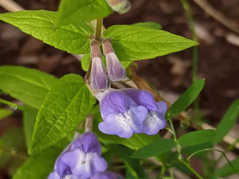 common scullcap